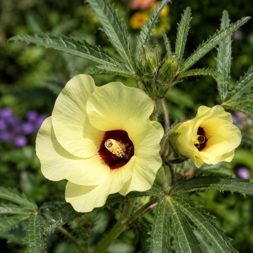 Muskotály okra - Pézsmaokra - Abelmoschus moschatus